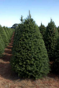 Douglas Fir Christmas Tree