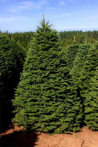 Noble Fir Christmas Tree